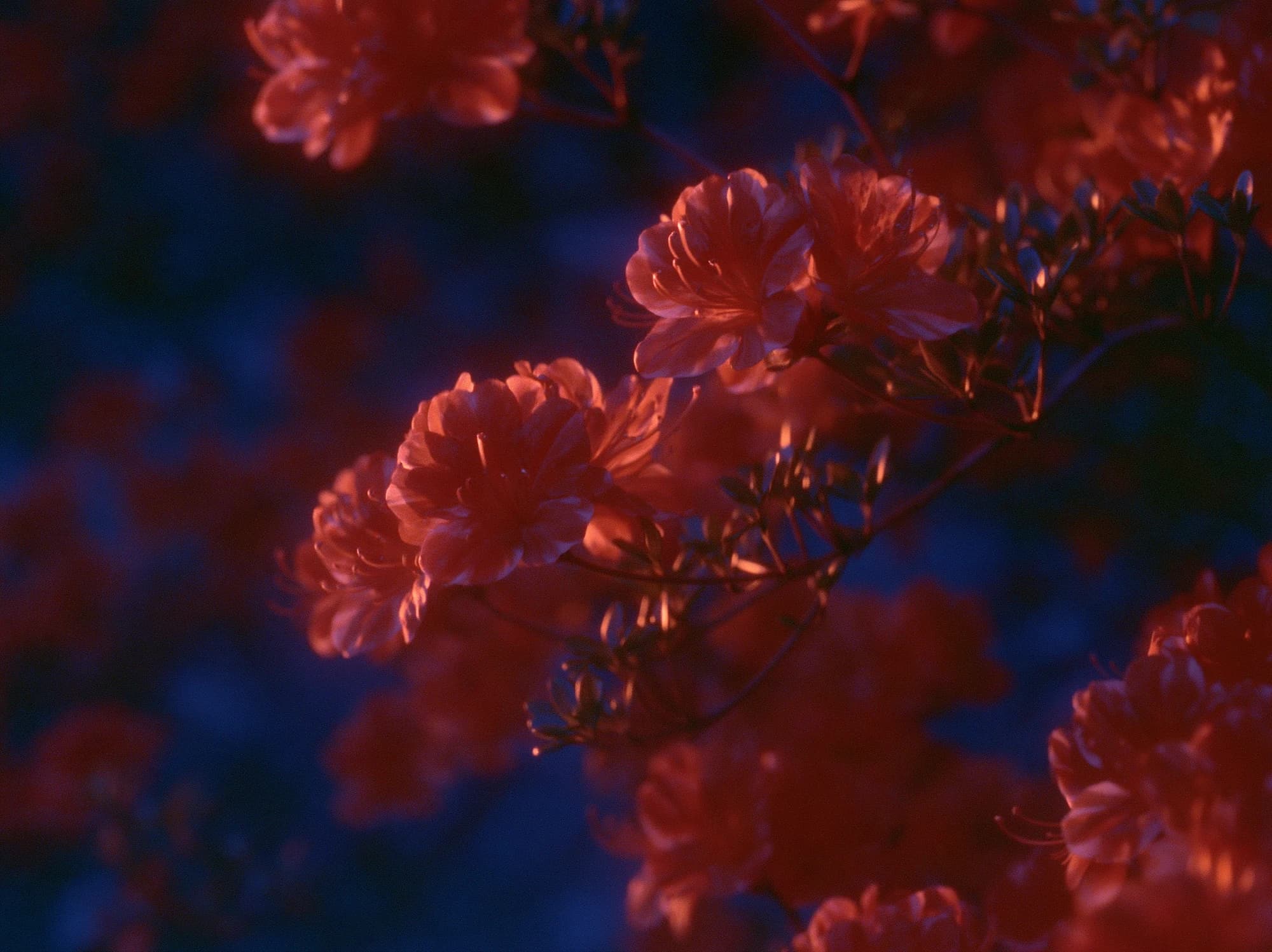 Rote Blüten an einem Zweig, sanft leuchtend vor einem dunkelblauen, unscharfen Hintergrund.